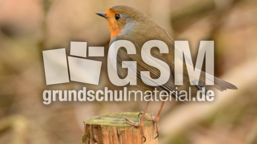 Rotkehlchen (32).jpg